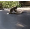 Mapaches 6