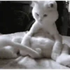 Kittens 11
