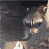 Mapaches 7
