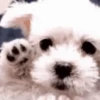 Perritos 1 7