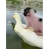 Bichinhos fofos 10