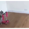 Mapaches 8