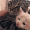 Kittens 12