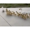 Bichinhos fofos 13