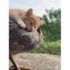 Bichinhos fofos 14