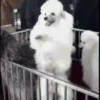 Perritos 1 8