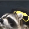 Mapaches 10