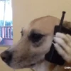 Perritos 1 10