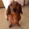Perritos 1 11