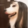 Perritos 1 12