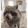 Mapaches 11