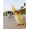 Bichinhos fofos 18