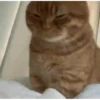 Kittens 14