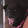 Perritos 1 14