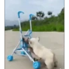 Bichinhos fofos 19