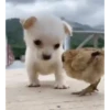 Bichinhos fofos 20