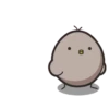 Pollitos Grey&White 10