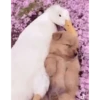Bichinhos fofos 21