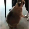 Mapaches 17