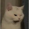 Kittens 17