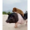 Bichinhos fofos 22