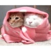 Kittens 18