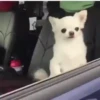 Perritos 1 19