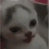 Kittens 19