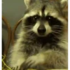 Mapaches 21