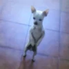 Perritos 1 20