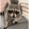 Mapaches 25