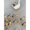 Bichinhos fofos 23