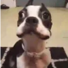 Perritos 1 23