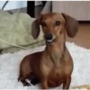 Perritos 1 24