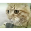 Kittens 20