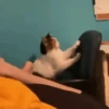 Kittens 21