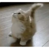 Kittens 22
