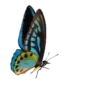 Borboletas 25