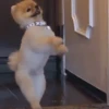 Perritos 1 25