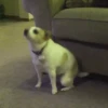 Perritos 1 26