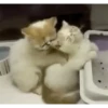 Kittens 24