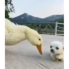 Bichinhos fofos 27