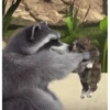 Mapaches 27