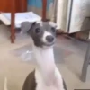 Perritos 1 27