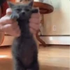 Kittens 25
