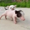 Bichinhos fofos 28