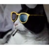 Kittens 27