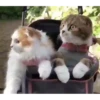 Kittens 28
