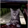 Kittens 29