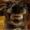 Perritos 1 30